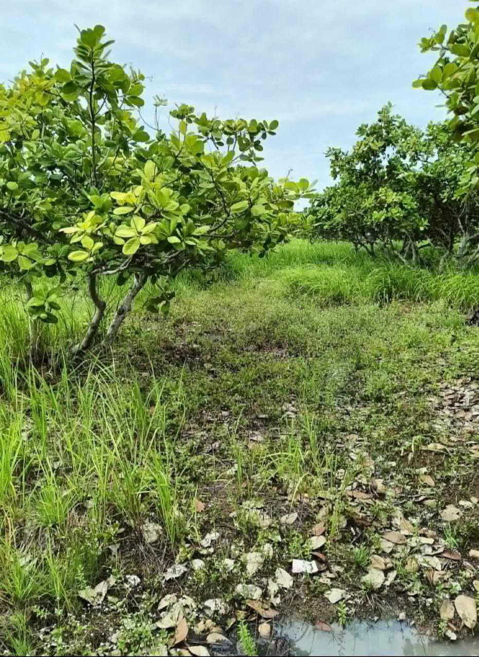 Land Above Banteay Srey Temple — photo 2