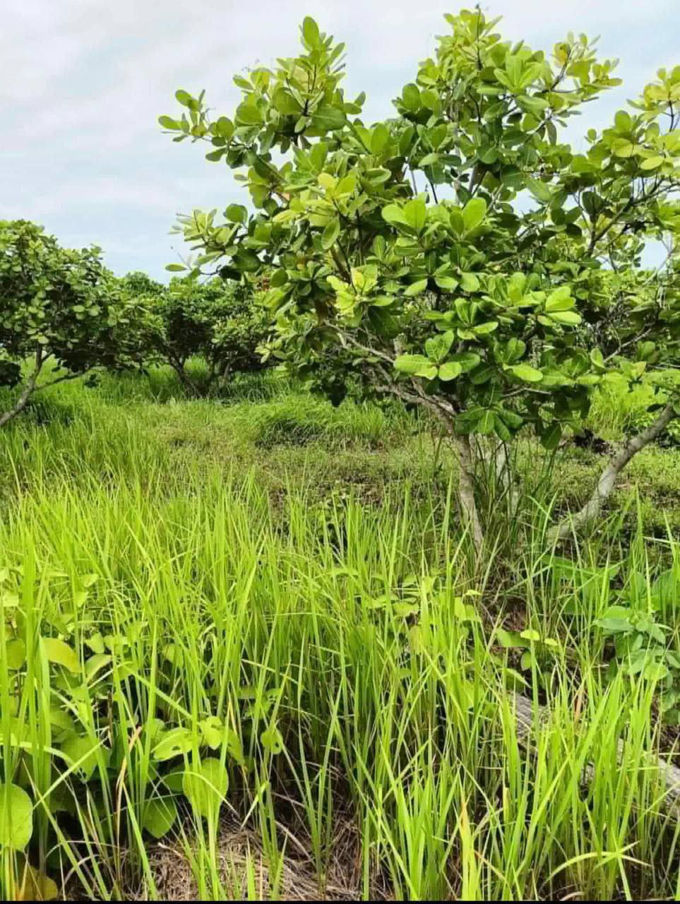 Land Above Banteay Srey Temple — photo 4