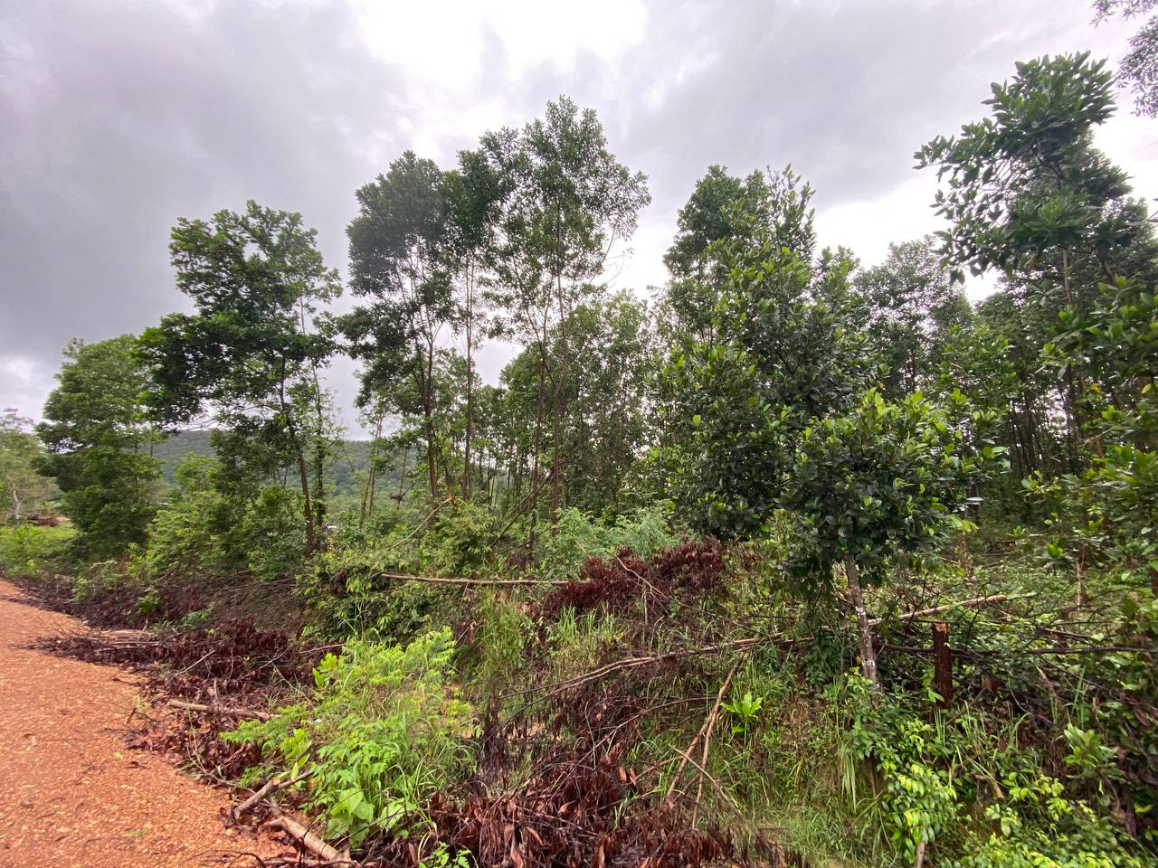 Tropical Land Plot — Koh Rong — photo 4