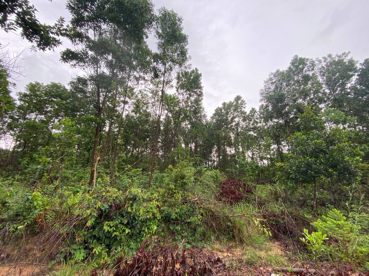 Tropical Land Plot — Koh Rong — photo 5