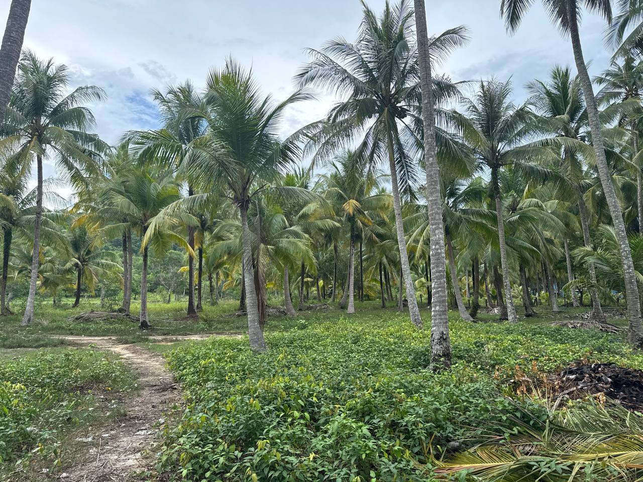 Hilltop Land Lease — Palm Beach — photo 2